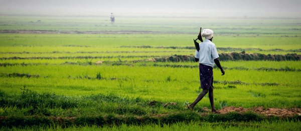 A farmer walking along a raised earth boundary between green paddy plots